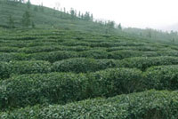 陝西省午子綠茶有限責任公司
