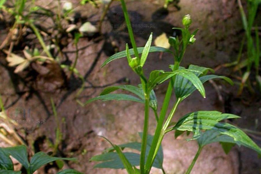 裂葉毛茛 裂葉毛茛