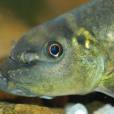 西藏墨頭魚 西藏墨頭魚