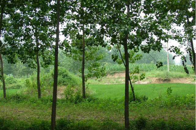 分黃北堤