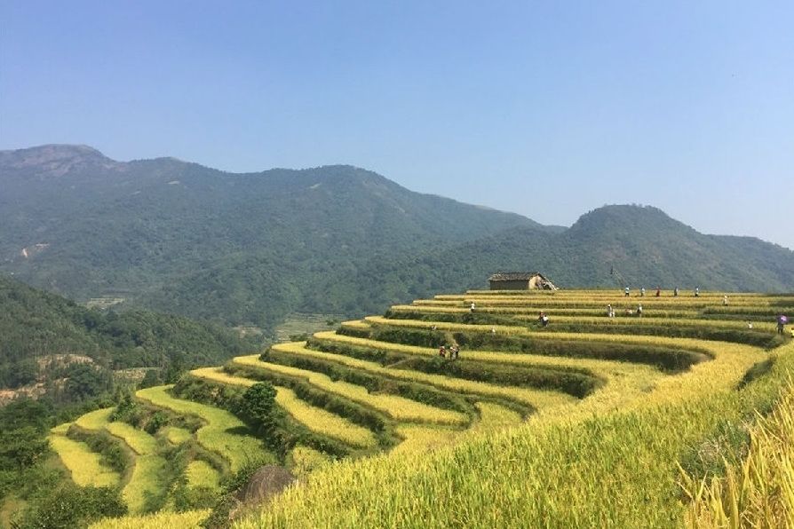 大塘梯田