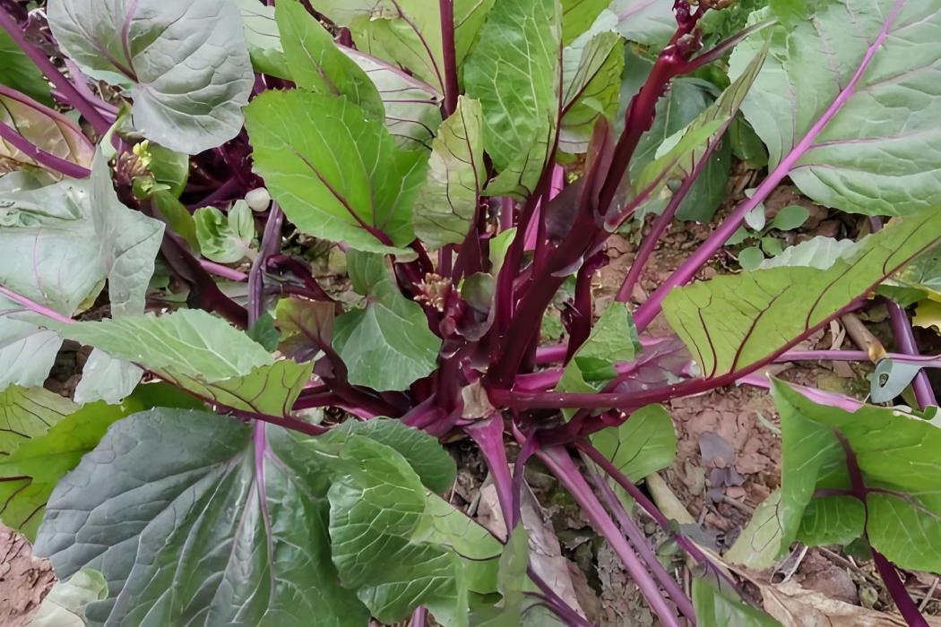 紅油菜 紅油菜