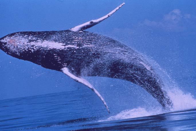 鰴鯨