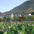 墩頭村(浙江省衢州市柯城區航埠鎮下轄村) 墩頭村(浙江省衢州市柯城區航埠鎮下轄村)