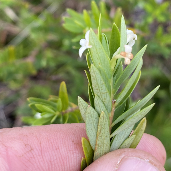 Pimelea aquilonia