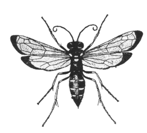 台灣蛛蜂