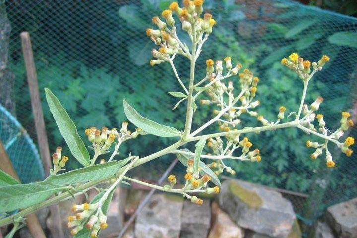 密花寄生 密花寄生