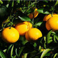 建陽桔柚