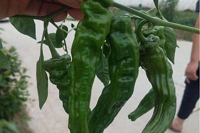 中農椒麗 中農椒麗