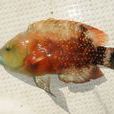 綠尾唇魚 綠尾唇魚