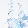 潑水難收 潑水難收