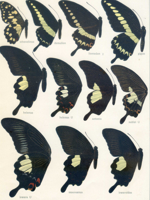 美鳳蝶亞屬 美鳳蝶亞屬