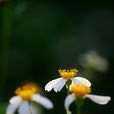 白花鬼針草(桔梗目菊科植物) 白花鬼針草(桔梗目菊科植物)