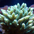 螫刺鹿角珊瑚