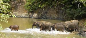 婆羅洲侏儒象群
