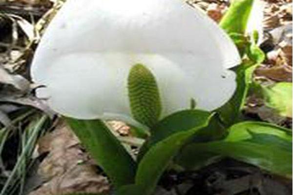 Lysichiton camtschatcensis Lysichiton camtschatcensis