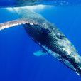 鯨歌(人類通過儀器在鯨類交流時蒐集到的聲音)