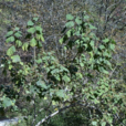 毛泡桐