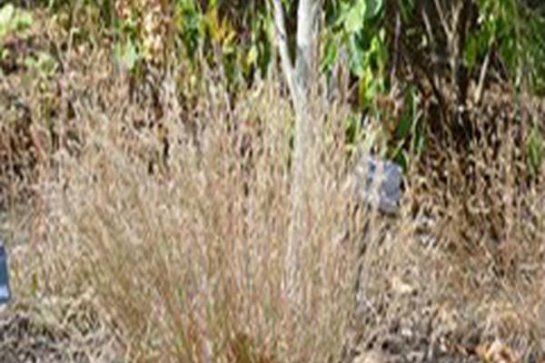 Schizachyrium scoparium \x27Carousel\x27 Schizachyrium scoparium \x27Carousel\x27