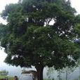 莊房村(雲南省楚雄市八角鎮下轄村) 莊房村(雲南省楚雄市八角鎮下轄村)