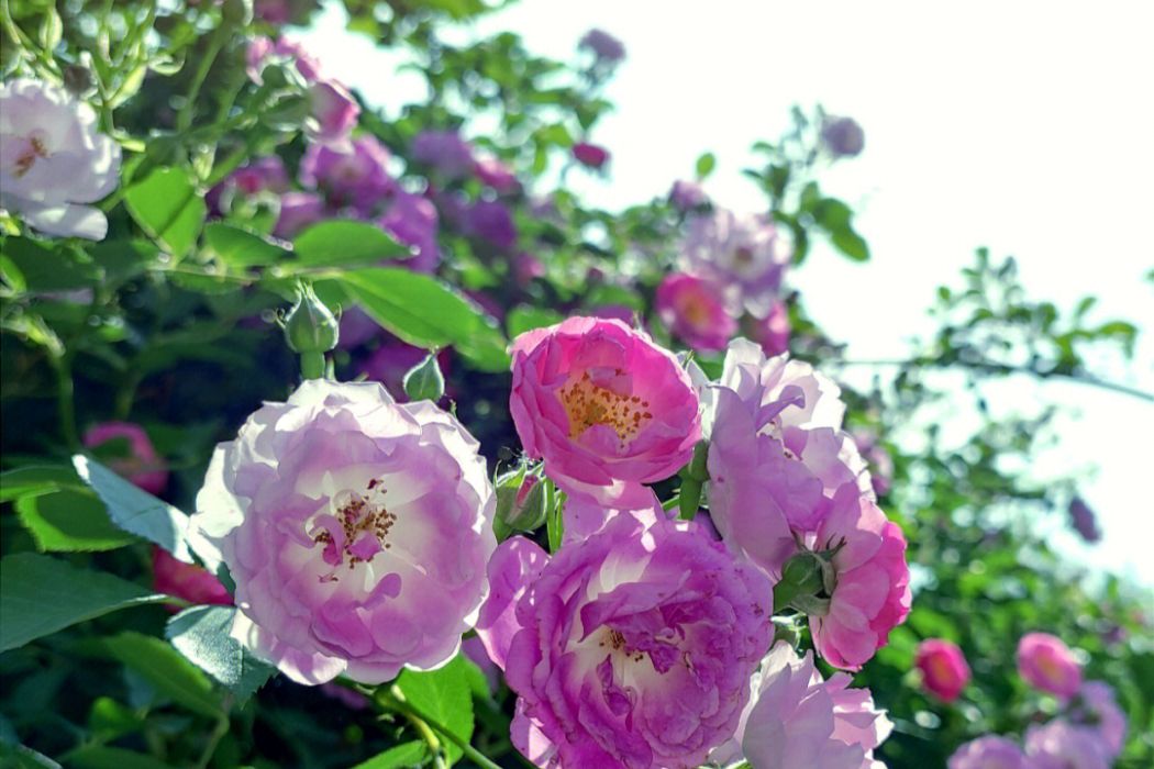 新疆薔薇(薔薇科薔薇目植物) 新疆薔薇(薔薇科薔薇目植物)