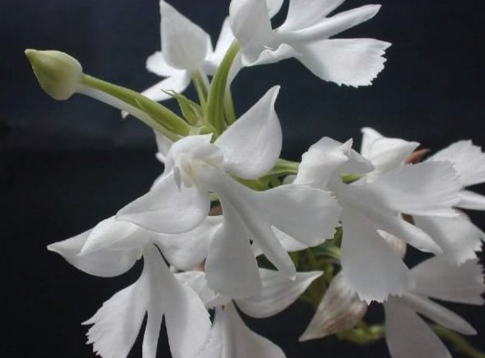 細花玉鳳花(翹唇玉鳳蘭) 細花玉鳳花(翹唇玉鳳蘭)