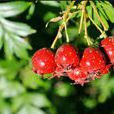 山里紅(薔薇科植物)
