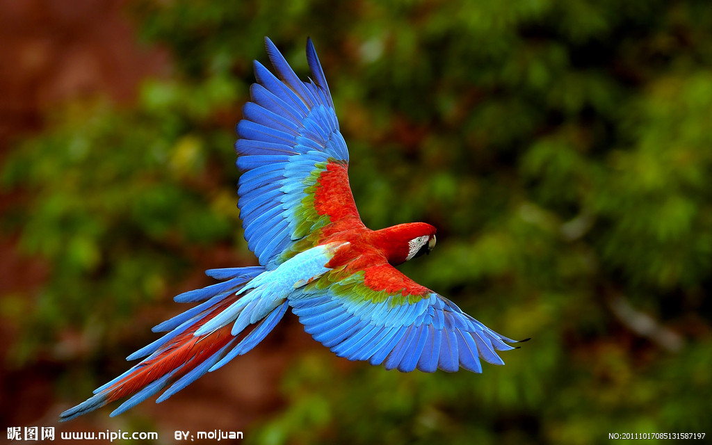 紅頰鸚鵡哈馬黑拉島亞種