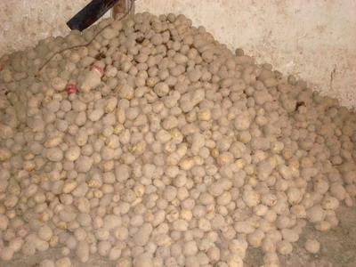腳裂山村村民收穫馬鈴薯