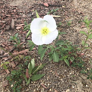 Oenothera avita