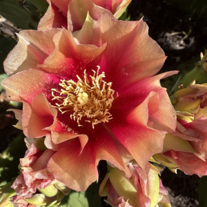 Opuntia macrorhiza