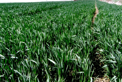楊談鄉優質小麥繁育基地