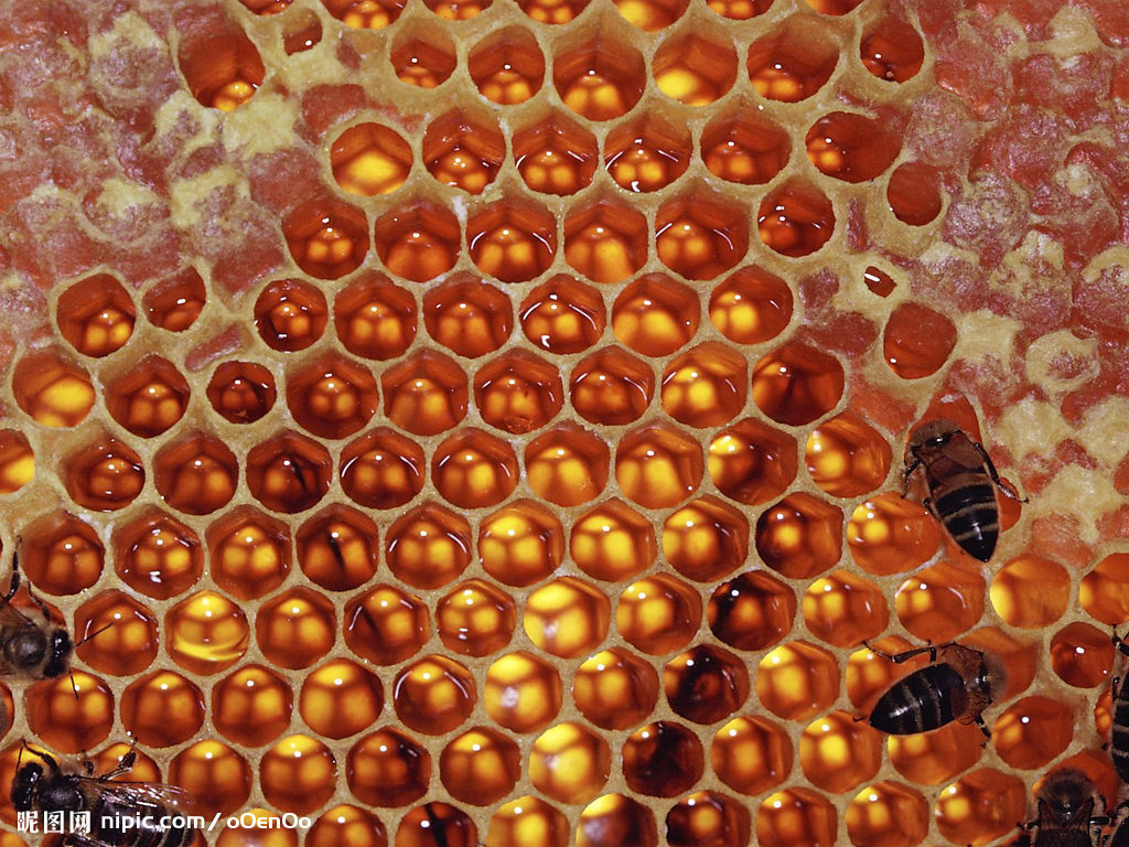 蜜蜂巢和卵