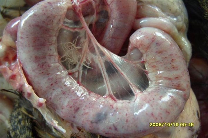 急性小腸球蟲腸管粗有密集出血點
