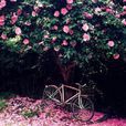 薔薇花下 薔薇花下