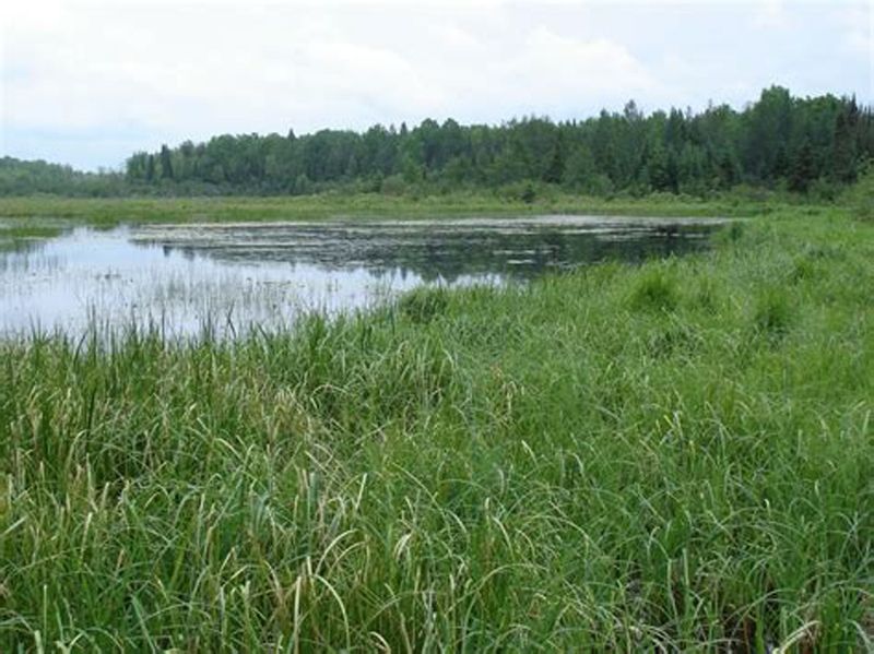 西森河 西森河