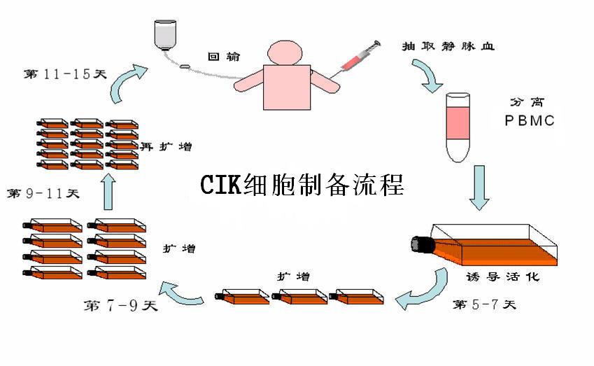 CIK細胞製備流程