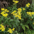 林蔭千里光(菊科千里光屬植物)