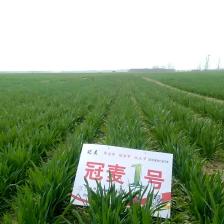 冠麥1號 冠麥1號