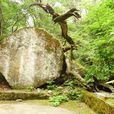 龍泉國家森林公園 龍泉國家森林公園