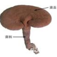 綠谷靈芝 綠谷靈芝