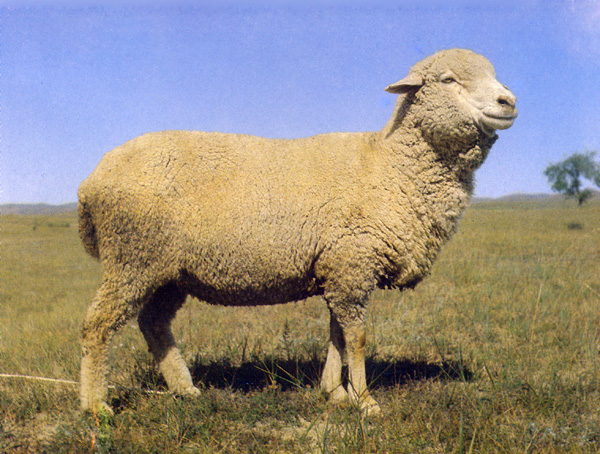 內蒙古細羊毛
