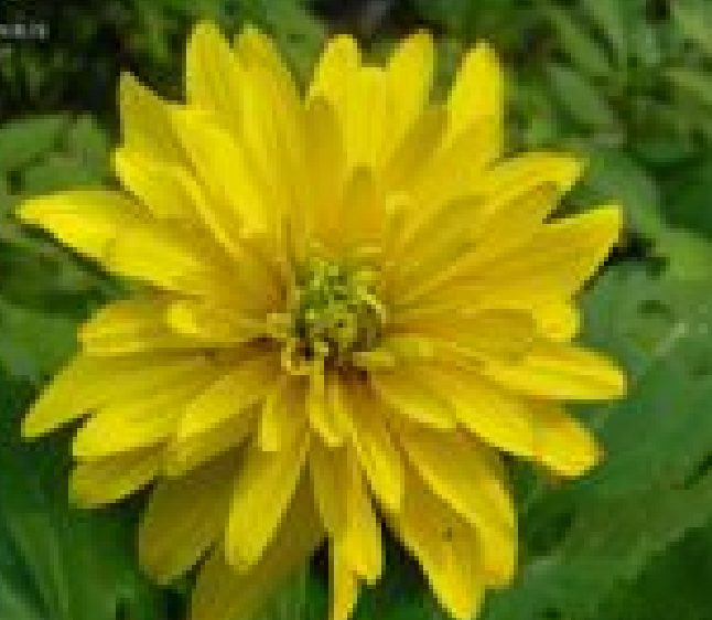 金光菊屬(Rudbeckia) 金光菊屬(Rudbeckia)