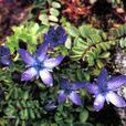 垂花肋柱花 垂花肋柱花