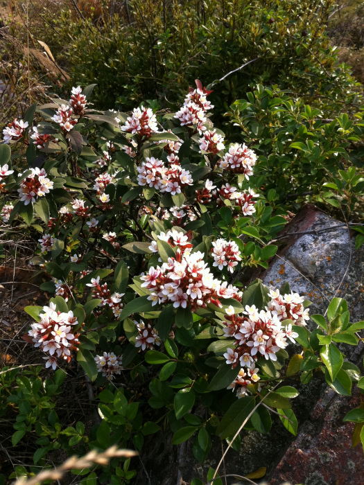 大花清明花 大花清明花