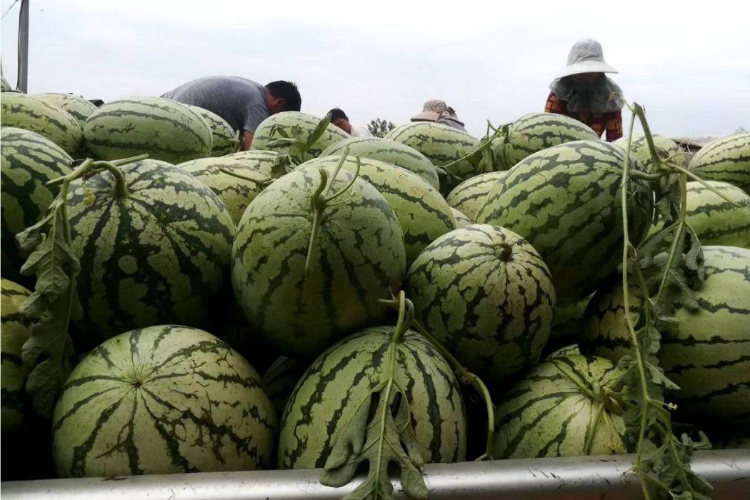 鄂西瓜9號 鄂西瓜9號