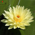 九品香水蓮花 九品香水蓮花