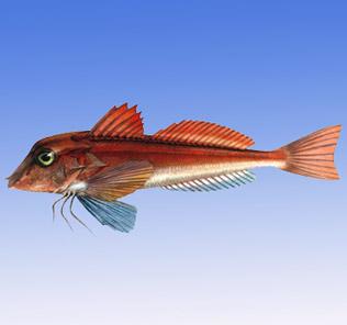 短鰭紅娘魚