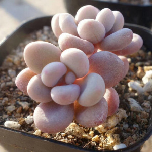 Graptopetalum amethystinum (Rose)Walther Graptopetalum amethystinum (Rose)Walther