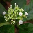 小花蛇根草 小花蛇根草